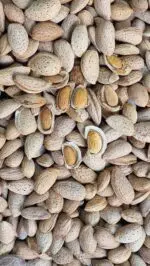 بادام سنگی تازه و درشت | با پوست و پرمغز - Image 2