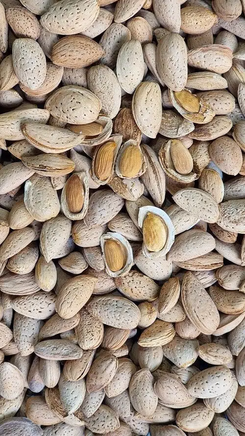 بادام سنگی تازه و درشت | با پوست و پرمغز - Image 2