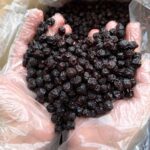 خرید عمده آلبالو - Image 2