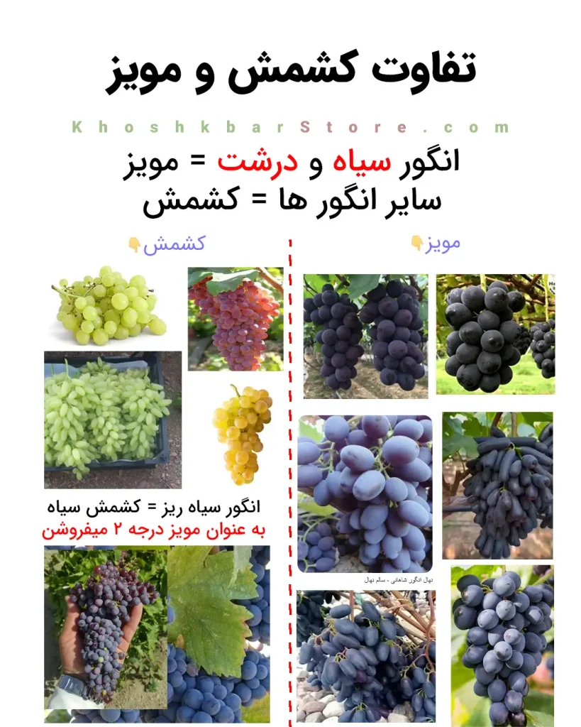 تفاوت کشمش و مویز و بررسی انواع انگور سیاه، سبز و زرد