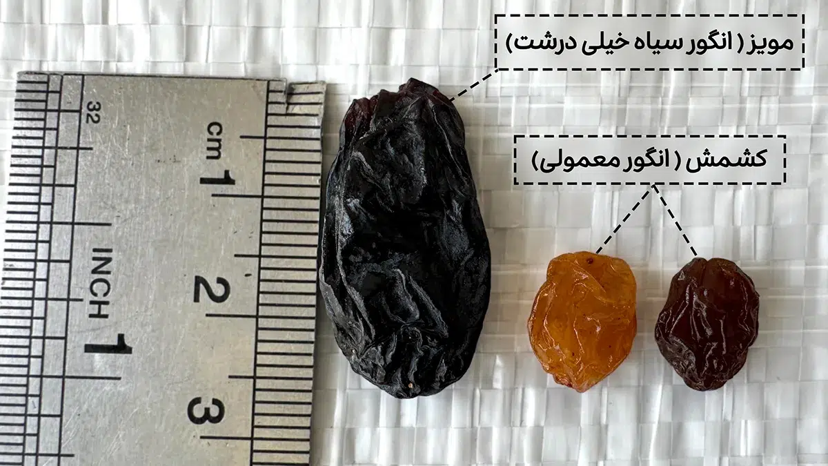 آشنایی با انواع کشمش در کمتر از یک دقیقه (همراه عکس و ویدیو) 1 مویز ازبک