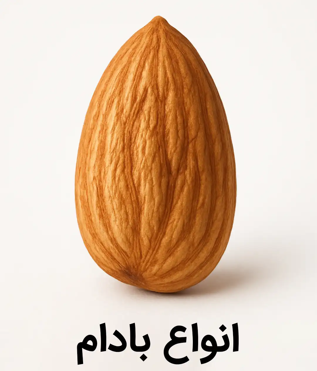 خرید انواع بادام - سنگی - کاغذی - مامایی - آمریکایی - زرین - شیرین و تلخ