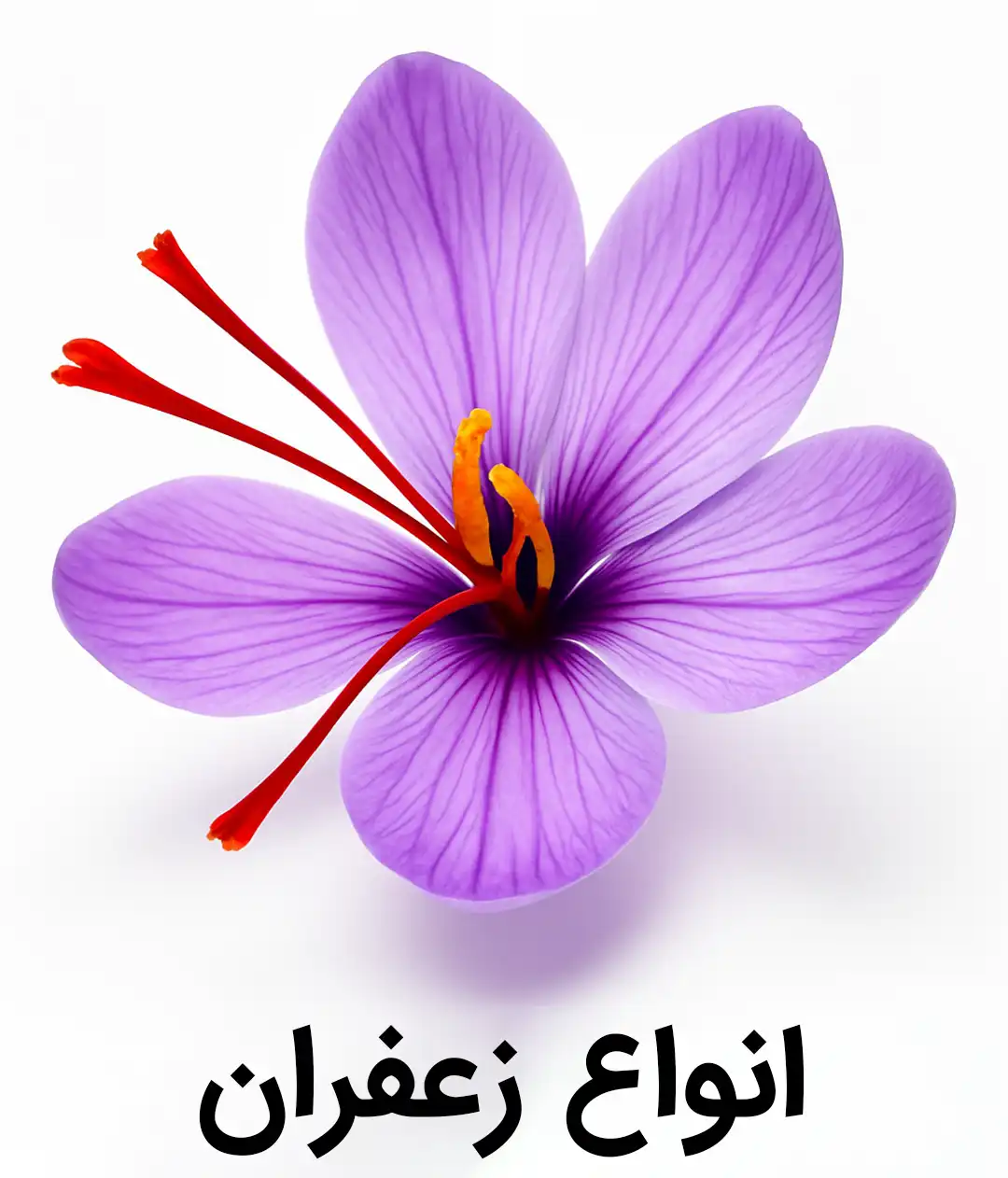 خرید انواع زعفران نگین اتویی پرسی صادراتی پوشال ریشه سوپر هدیه زعفران