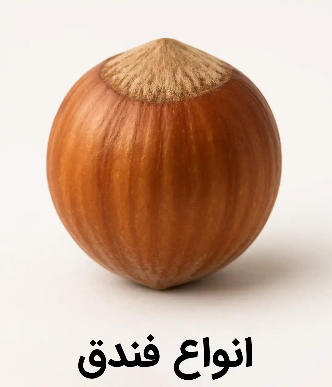 خرید انواع فندق - ایرانی - ترک - پوست کنده - سفید - قرمز - مغز فندق -ماکادمیا