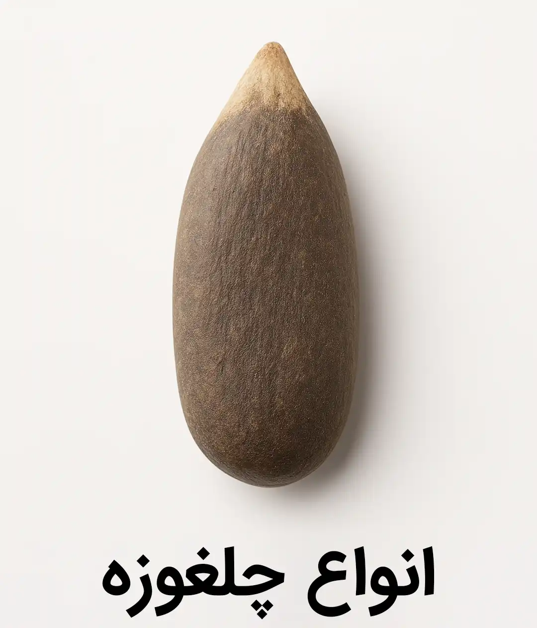 خرید انواع چلغوزه - جلغوزه - تازه - خام - شور -مغز چلغوزه - چلغوزه افغانستان - درشت