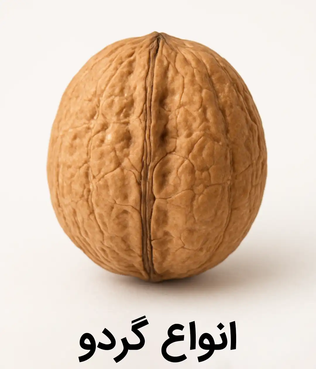 خرید انواع گردو - دذشت - کاغذی - کلات - تویسرکان - کردستان - مراغه - گردو ایرانی - چینی - بلغاری - شیلی -آمریکایی