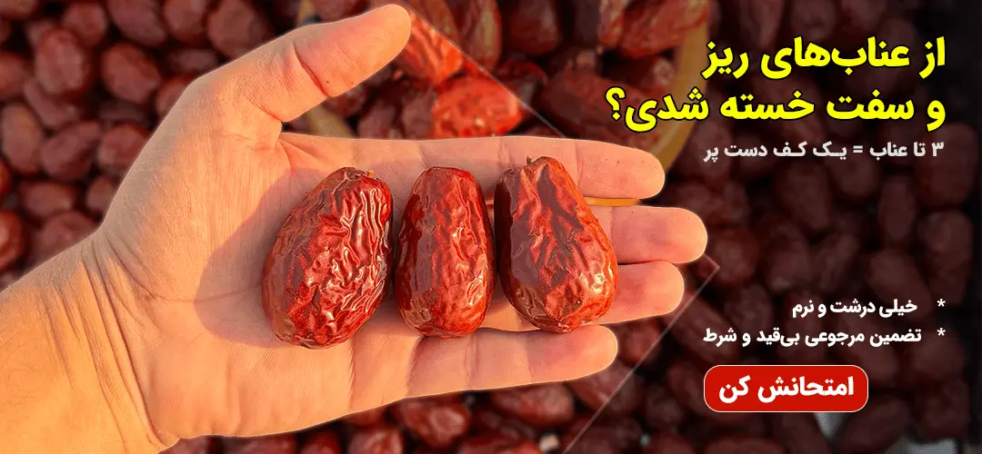 عناب گلابی سوپر جامبو - بزرگترین عناب بازار ایران (1)