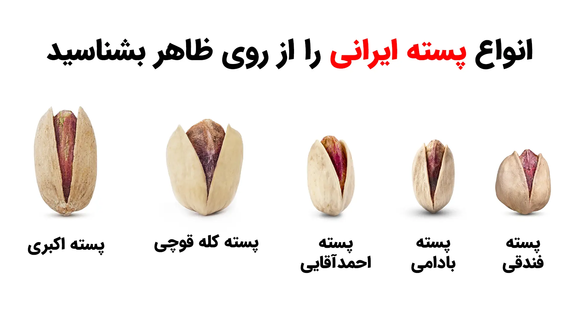 انواع پسته ایرانی را از روی ظاهر بشناسید؛ راهنمای تصویری خرید 1 اینفوگرافیک انواع پسته ایرانی؛ مقایسه پسته اکبری، کلهقوچی، احمدآقایی، بادامی و فندقی از نظر اندازه، شکل دانه و کاربرد