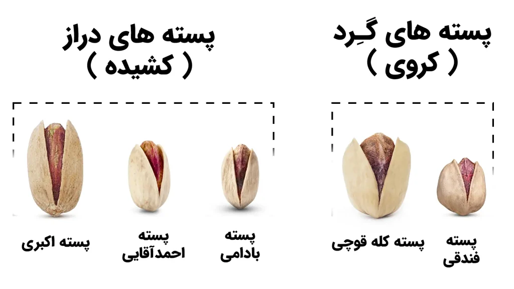 انواع پسته ایرانی را از روی ظاهر بشناسید؛ راهنمای تصویری خرید 10 اینفوگرافیک دستهبندی انواع پسته به دو گروه گرد و دراز؛ پستههای گرد شامل کلهقوچی و فندقی و پستههای دراز شامل اکبری، احمدآقایی و بادامی