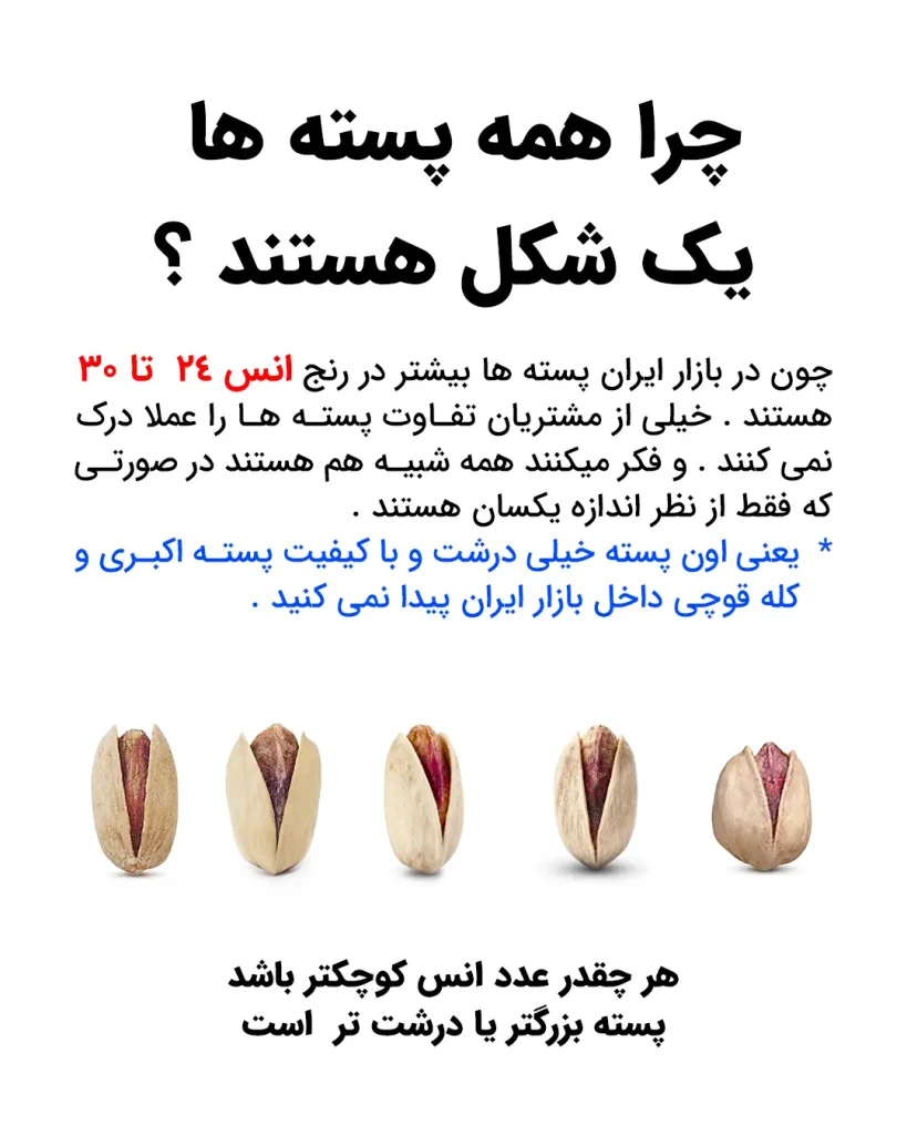 انواع پسته ایرانی را از روی ظاهر بشناسید؛ راهنمای تصویری خرید 18 مقایسه بصری ۵ نوع پسته ایرانی (اکبری، کلهقوچی، احمدآقایی، فندقی و بادامی) از نظر اندازه، شکل و لبههای پوسته؛ راهنمای تشخیص با انس ۲۴ تا ۳۰ در خشکبار استور