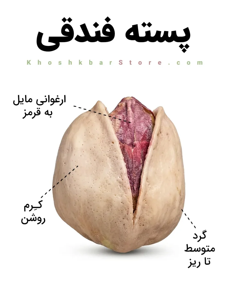 انواع پسته ایرانی را از روی ظاهر بشناسید؛ راهنمای تصویری خرید 14 اینفوگرافیک ویژگیهای پسته فندقی شامل ظاهر گرد متوسط تا ریز، پوسته کرم روشن و مغز ارغوانی مایل به قرمز؛ پسته اقتصادی و پرفروش در خشکبار استور