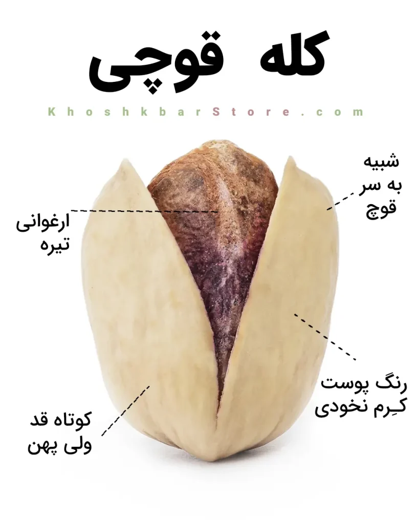 انواع پسته ایرانی را از روی ظاهر بشناسید؛ راهنمای تصویری خرید 13 اینفوگرافیک ویژگیهای پسته کلهقوچی شامل شکل گرد و قدرتی، پوست استخوانی کرم روشن، مغز ارغوانی تیره، نوک بهسختی باز (کمشکاف) و نک پهن و کوتاه؛ اینفوگرافیک آموزشی خشکبار استور