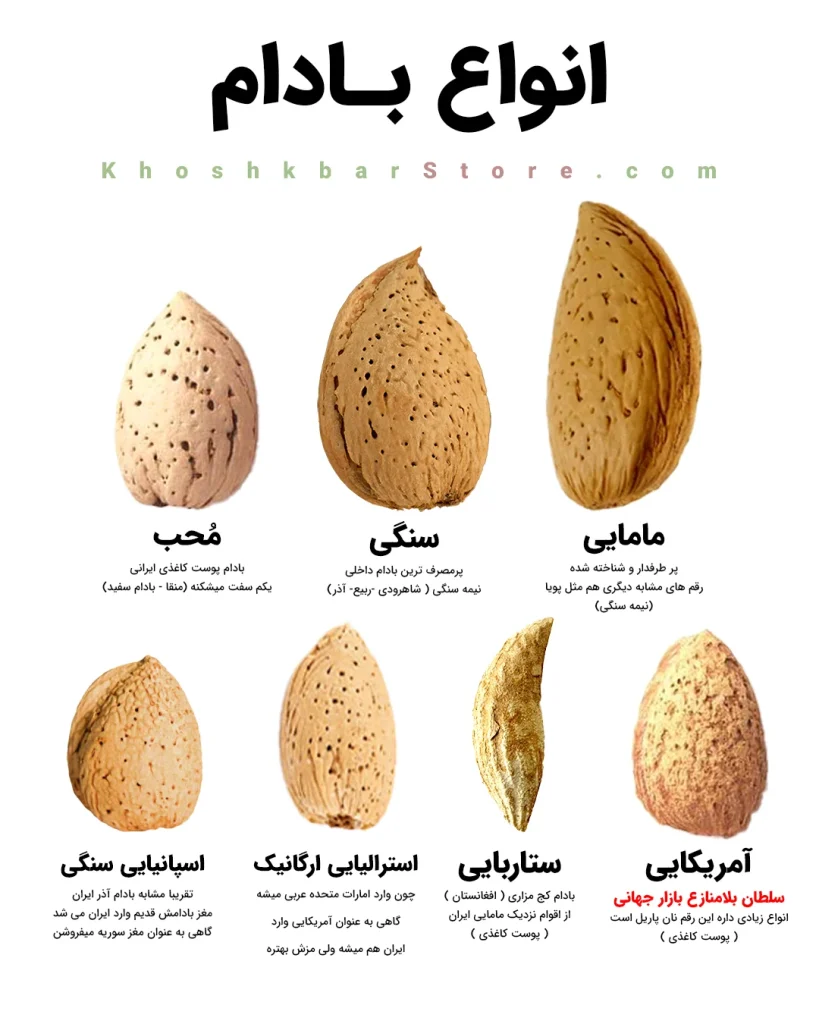 خشکبار استور 555 اینفوگرافیک معرفی انواع بادام درختی ایرانی و خارجی؛ مقایسه ویژگیهای بادام مامایی، سنگی، آمریکایی و استرالیایی