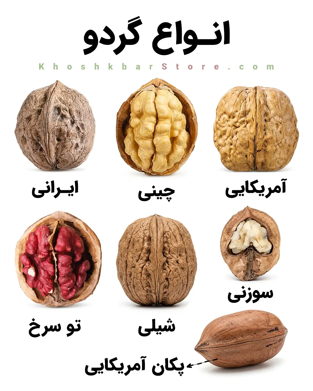 راهنمای جامع انواع گردو و تشخیص گردوی ایرانی از خارجی 1 اینفوگرافیک معرفی انواع گردو شامل گردو ایرانی، گردو چینی، گردو آمریکایی، گردو تو سرخ، گردو شیلی، گردو سوزنی و گردو پکان آمریکایی در خشکبار استور