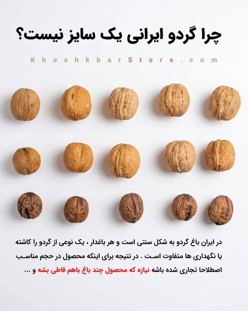راهنمای جامع انواع گردو و تشخیص گردوی ایرانی از خارجی 20 اینفوگرافیک تفاوت سایز گردوهای ایرانی، توضیح ماهیت باغداری سنتی و دلیل یکدست نبودن سایز گردوها در خرید عمده و خرده، راهنمای مشتریان خشکبار استور