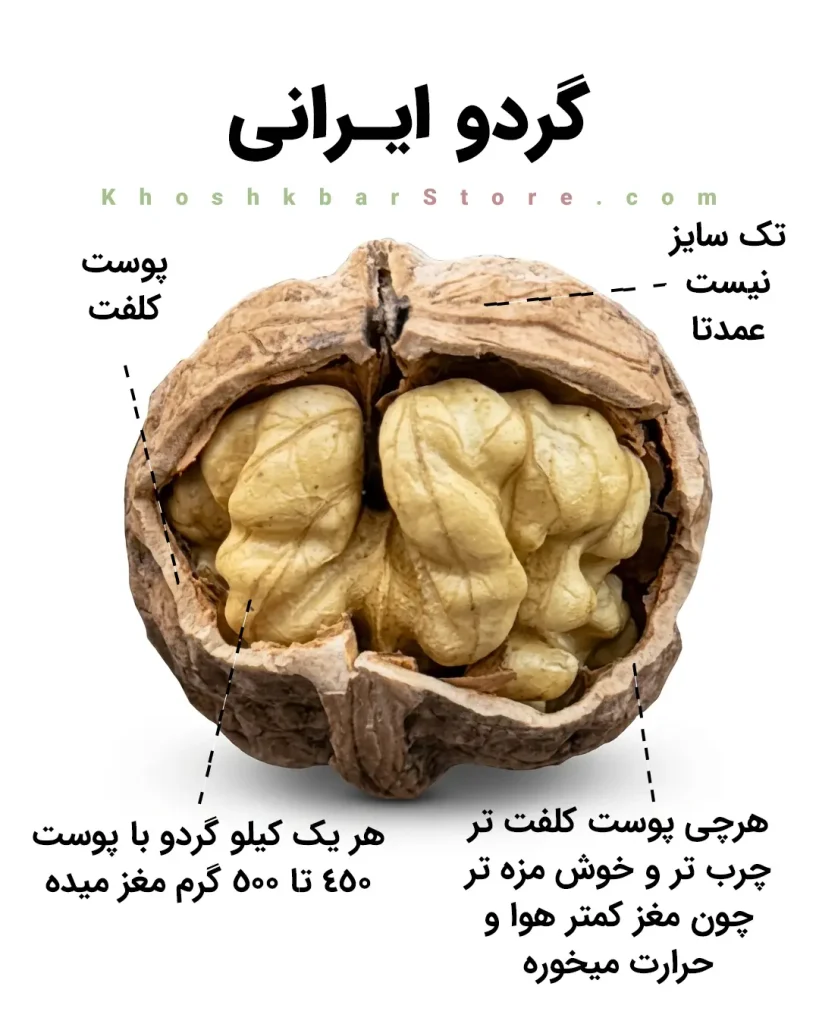 راهنمای جامع انواع گردو و تشخیص گردوی ایرانی از خارجی 11 اینفوگرافیک مشخصات گردو ایرانی با پوست کلفت، درصد چربی بالا، عدم یکدستی سایز و بازدهی ۴۵۰ تا ۵۰۰ گرم مغز در هر کیلوگرم در خشکبار استور