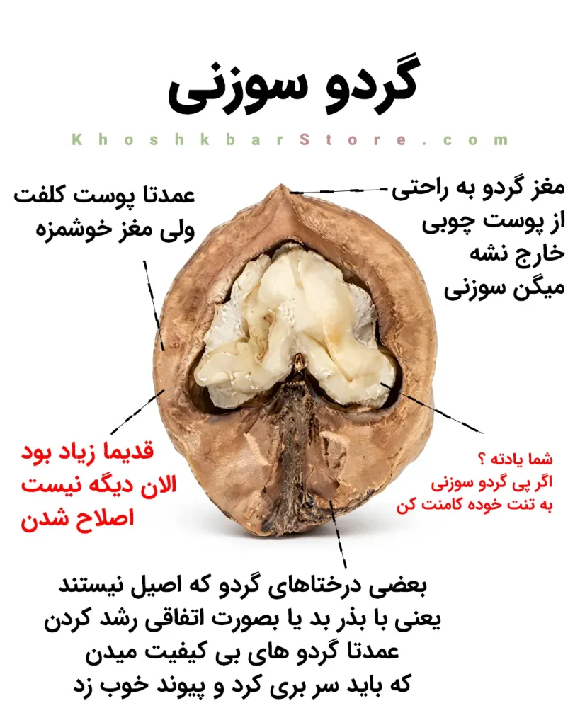 راهنمای جامع انواع گردو و تشخیص گردوی ایرانی از خارجی 19 تصویر آموزشی گردو سوزنی، بررسی ویژگیهای پوست سخت و مغز خوشطعم، توضیح اهمیت پیوند و اصلاح نژاد در درختان گردو برای افزایش کیفیت محصول، خشکبار استور