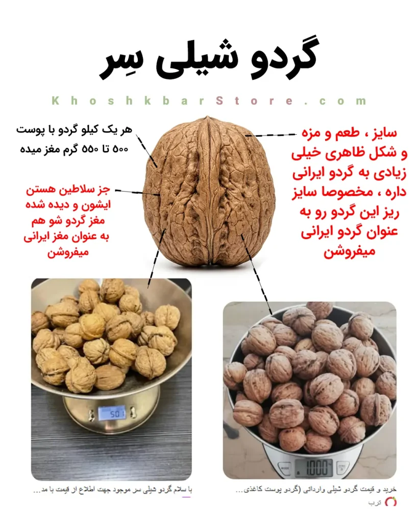 راهنمای جامع انواع گردو و تشخیص گردوی ایرانی از خارجی 15 اینفوگرافیک معرفی گردو شیلی رقم سِر با ظاهر بسیار شبیه به گردو ایرانی و بازدهی ۵۰۰ تا ۵۵۰ گرم مغز در هر کیلوگرم در خشکبار استور